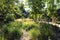 Tall wheat grass surrounded by lush green trees