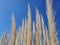 Tall wheat plants in the clear blue sky