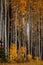 Tall White-bark Aspen Trees with Yellow Leaves