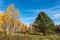 Tall white-birch birch trees with bright yellow leaves and a green branchy pine