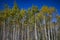 Tall White Birches with colorful leaves & blue sky, Yukon