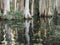 Tall white cypress trees reflected in saltwater swamp
