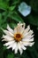 Tall white zinnia blooming in late summer garden