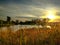 Tall wild grass in sunset at an urban lagoon nature preserve.