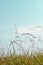 Tall Wild Grasses under Aqua Blue Sky in Summer