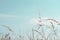 Tall Wild Grasses under Aqua Blue sky in Summertime