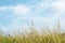 Tall Wild Grasses under Bright Blue Sky in Summer