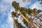 Tall wild pine trees above blue sky