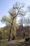 Tall willow and park alley.