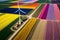 Tall windmill, at the sprawling colorful Tulip fields, Generative AI Image