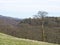 Tall winter tree in front of woodland with a view of the calder valley in west yorkshire with the village of heptonstall in the