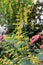 Tall, Wispy Flowering Stalks with Yellow Trumpet Flowers