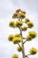 Tall yellow agave century plant growing in the desert