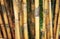 Tall yellow bamboo