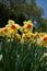 Tall Yellow daffodils in the garden