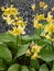 Tall yellow daffodils with green leafs growing out of gravel