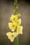 Tall yellow flower gladioli against muted background