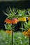 Tall Yellow fritillaria imperialis