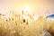 Tall yellow grass against background of orange sunset