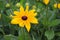 Tall yellow showy flower daisy-like