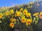 Tall Yellow Wild Flowers Blooming in Wyoming on a Sunny Day in July, Blue Clear Sky Above, Happiness, Sunshine, Optimism