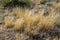 Tall yellowed grass with ears