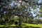 The Tallahassee Old City Cemetery is the oldest burial ground in the city, Tallagasse