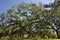 The Tallahassee Old City Cemetery is the oldest burial ground in the city, Tallagasse