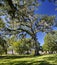 The Tallahassee Old City Cemetery is the oldest burial ground in the city, Tallagasse