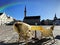 Tallinn old town hall square ,street cafe table and chair on medieval pavement ,empty city at spring ,blue sky and bright sunny da