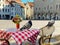 Tallinn street cafe ,birds sparrow sit  table top , table and chair on asphalt ,people walk in old town , city life style urban tr