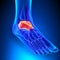 Talus Bone Anatomy with Circulatory System
