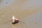 Tam Báº£n, Sampan, small boat in Mekong River, Vietnam