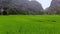 Tam Coc Bich Dong aerial view rice field on Ngo Dong, Ninh Binh, Viet Nam