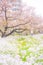 Tama River riverbed cherry blossom trees