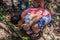 TAMAN NEGARA, MALAYSIA - MARCH 17, 2018: Tourists is drinking water from a bamboo in the jungle of Taman Negara national