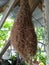 Taman Santan,Perlis-12 August-Have a beautiful nice bird Nest