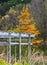 Tamarack colored tree on Cornell Houston Pond