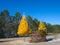 Tamarack Trees in Fall, yellow trees among evergreen pines