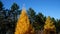 Tamarack Trees in Fall, yellow trees among evergreen pines in Minnesota