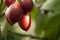 Tamarillo elongate tomato fruit shrub