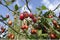 Tamarillo Fruit Tree