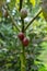 Tamarillo plant in a garden