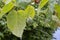 Tamarillo or Solanum betaceum plant with green fruit and leaves