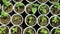 Tamarillo tomato tree seedlings top view