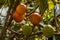 Tamarillo tree, Fresh fruit is known Tamarillo in the garden