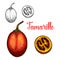 Tamarillo vector sketch fruit cut icon