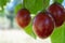 Tamarillos on a Tree