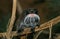 TAMARIN EMPEREUR saguinus imperator