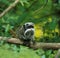 TAMARIN EMPEREUR saguinus imperator